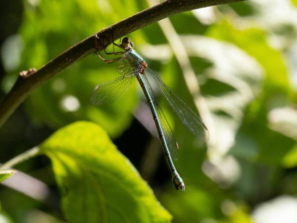 Houtpantserjuffer (Chalcolestes viridis)
